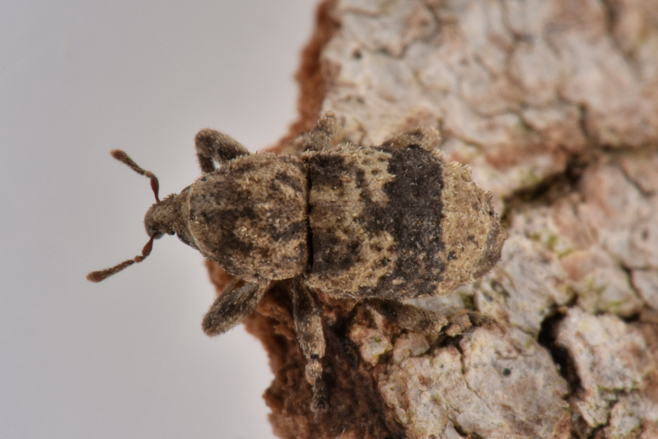 Curculionidae da identificare